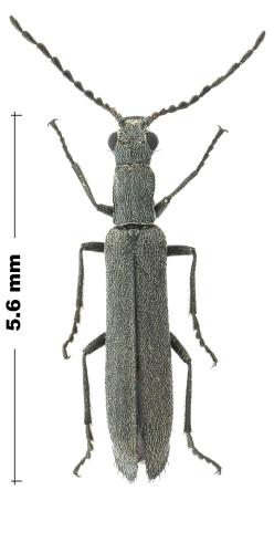 Réf. 307 059 : Dolichosoma lineare